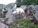 Mt Ellinor Mountain Goats