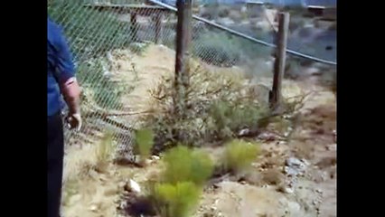 The world's largest lion; Barbary lion