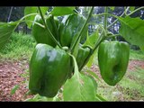 HYDROPONIC GARDENING SYSTEM - Invest and Make Money with Hydroponic Gardening!