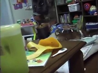 バセンジーvs希音 風船争奪合戦 The girl struggles for the balloon to the Basenji.