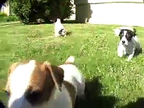 Puppies - Rat Terriers