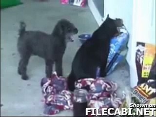 dog make love with cat   lol ???