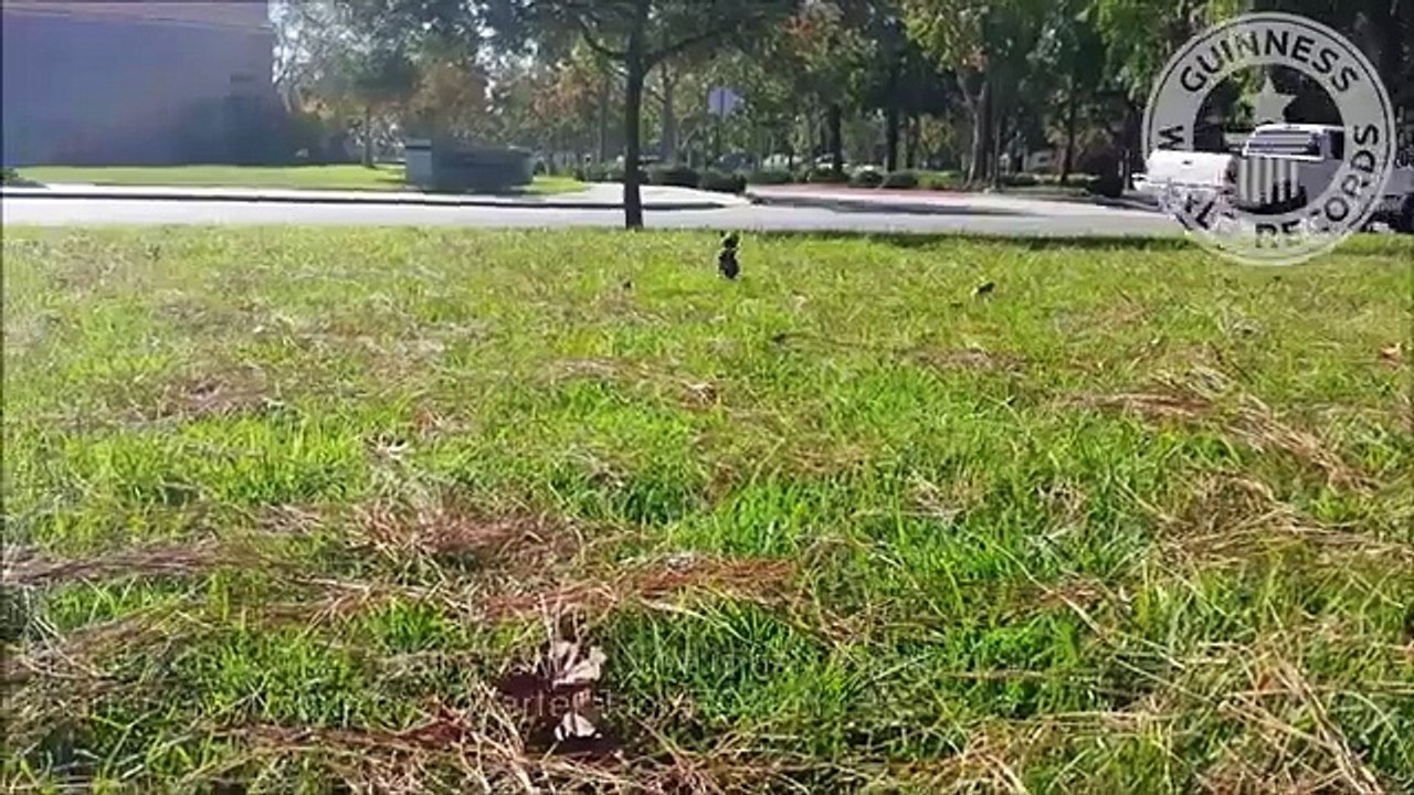 Konjo es el perro más rápido del mundo en dos patas