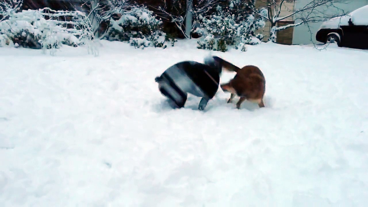 Rottweiler Snow Fight