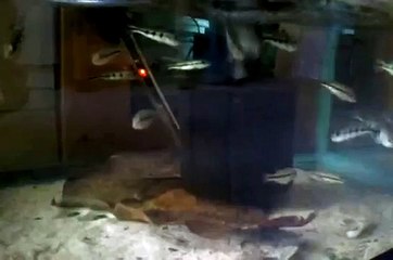 Discover the Two Main Types of Peacock Bass 🐟