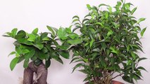 Ficus microcarpa - Lorbeerfeige, Chinese Banyan