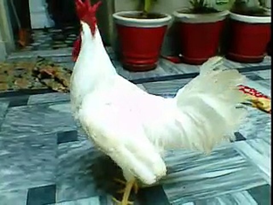 NiaanHaan