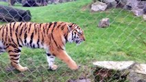 Bagai the new male Amur tiger at Marwell zoo