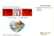 Respiratory System - Gas Exchange Internal Respiration