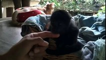 Micah, the Baby Howler Monkey in Playa Flamingo Costa Rica