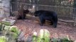 Portland Zoo 4-2-11: Mom bear teaches baby bear a lesson