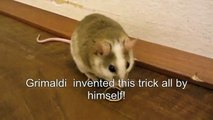 mouse puts a ring on its nose