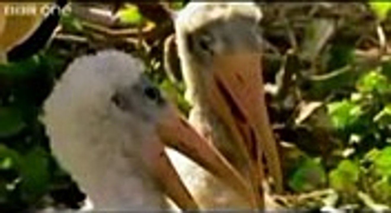 animals funny video