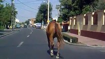 Cal pe strada in centrul Craiovei