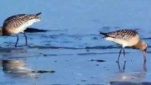 Bar-tailed godwit (Limosa lapponica) in winter plumage