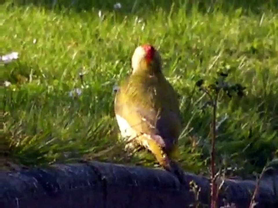 Pic vert (Picus viridis)