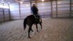 AQHA Miss Cool Package as a 2 year old filly - just started under saddle.