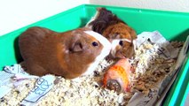 Guinea Pigs Eating Carrot, Running, Squealing, Squeaking Loud