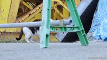 2015 1 20 瀬戸の野良猫歩き ～相生編２～stray cat and kittens living in the Seto Inland Sea coast ~Aioi City Ⅱ~