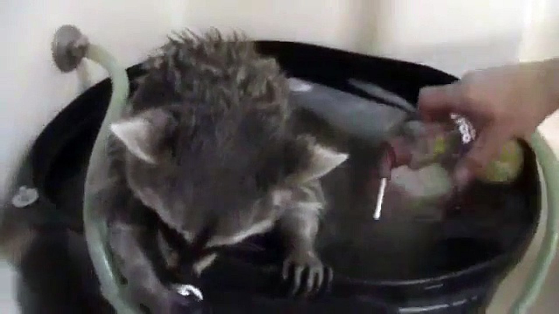 Cute Raccoon Love Bath Time!