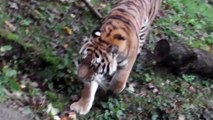 Sibirische Tiger Jegor und Ahimsa - Tierpark Hellabrunn