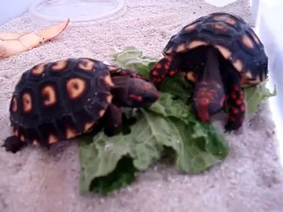 My little Turtles II