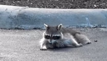 Drunk Raccoon Gets Caught On Video | What's Trending Now