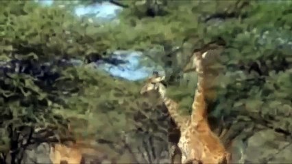 Lions Documentary  TERMINATOR, The Lion's Tradition  National Geographic Special