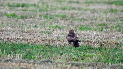 ノスリVSカラス