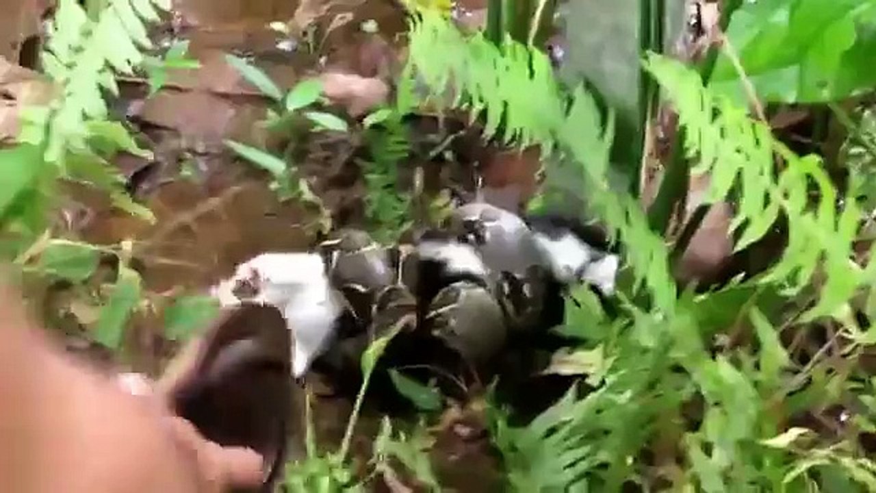 青年がヘビに絞め殺されようとする猫を救う