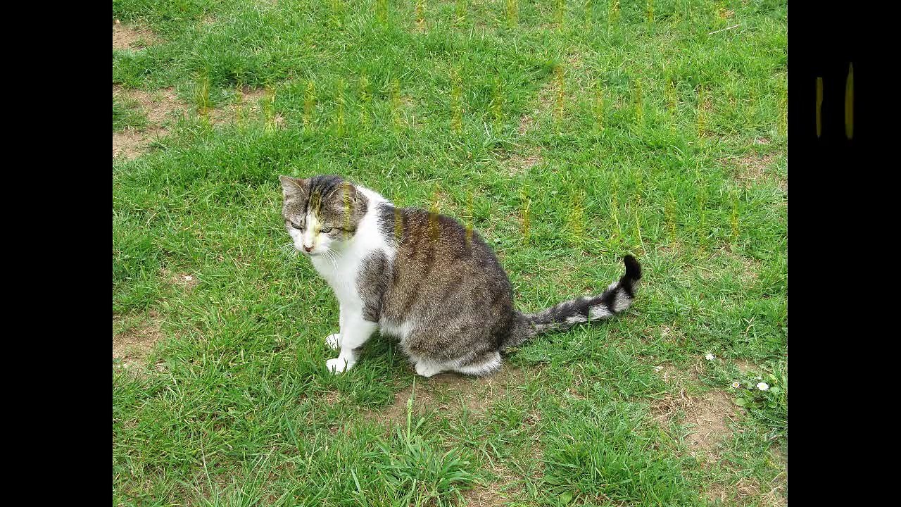 Animaux Pontgirard 2015_06_14