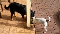 Cats and Dogs playing together 