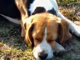 Beagle alvás / Beagle sleaping