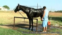 Akhal Teke stallion Arim - Training and getting a shower