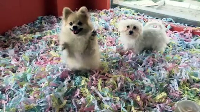 POMERANİAN BOO YAVRULARI VE MALTESE TERRİER YAVRUSU