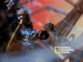 Deadly Mates: Black Widow Spider