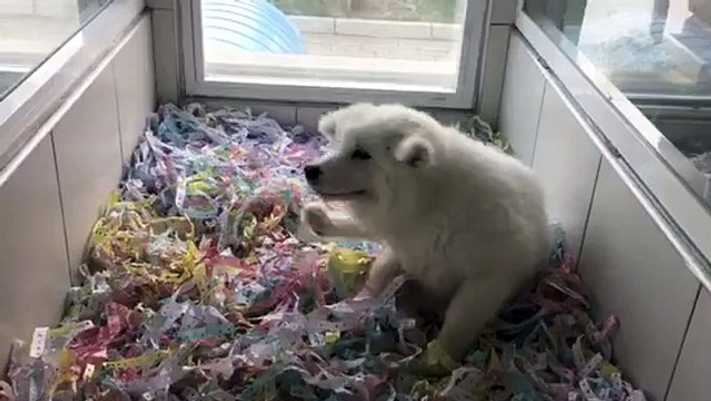 SATILIK KARBEYAZ SAMOYED YAVRUSU