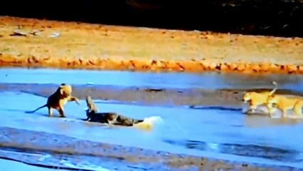 3 Lions Attack A Crocodile - (Amazing Animal Battle
