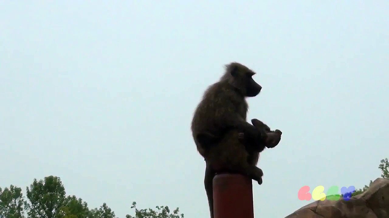 아누비스 개코 원숭이 ( Anubis Baboon )