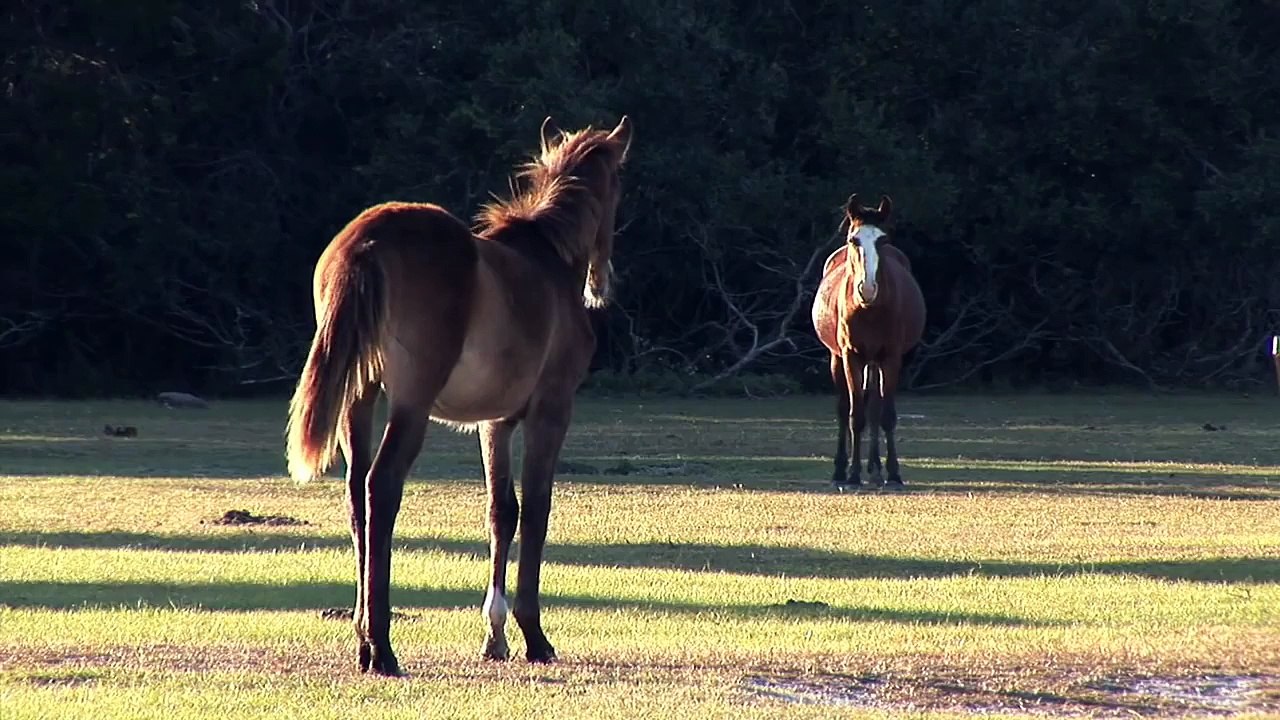 Pro Horse Slaughter & Euthanasia
