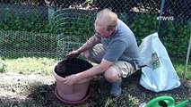 Planting Melons in Containers - Straight to the Point
