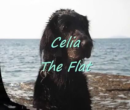 Celia - The Flat-Coated Retriever