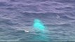 Albino humpback whale spotted off Australian Gold Coast
