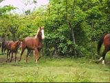 rancho santa cecilia caballos cuarto de milla