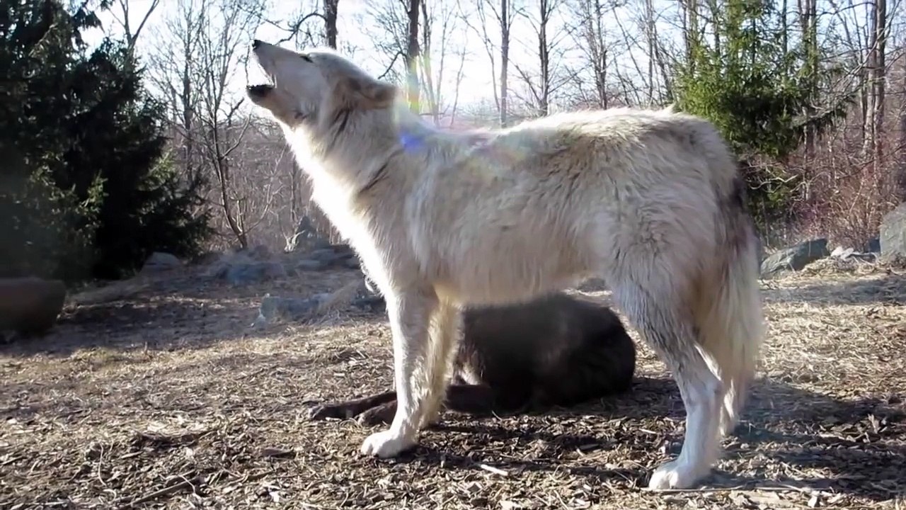 Alawa and Zephyr Howl