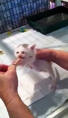 Atticus, Kitten Stuck in Attic for Three Days, Drinks Milk