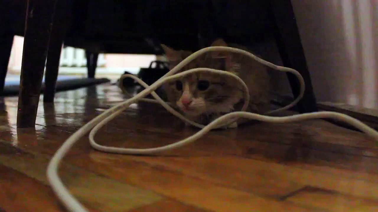 Cute kitten fun plays