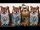 LOLCats in Rockin Robin Birds Wild Chicks Cats Fun Funny Cats