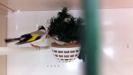 Jilgueros major 2012 III