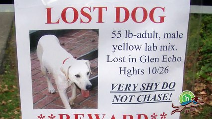 Spy Dog - The worlds most advanced lost dog tracking app